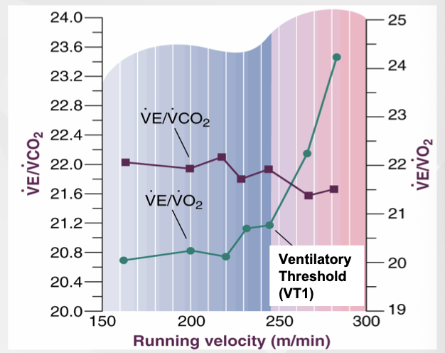 <p>VE/VO2 remains relatively constant over a wide range of submaximal intensities and starts to increase at the aerobic threshold</p><ul><li><p><span><span>Reason = oxygen demand keeps increasing linearly, whilst there is a break point in VE)</span></span></p></li><li><p><span><span>Breath more to get CO2 out, not more oxygen in</span></span></p></li></ul><p></p>