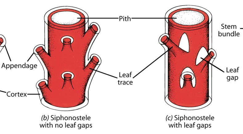 <p>central pith surrounded by vascular tissue, <strong>most species of seedless vascular plants</strong>, convergent from protostele</p>