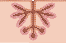 <p>name the type of gland</p>