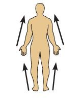 <p>Toward the torso or trunk</p>