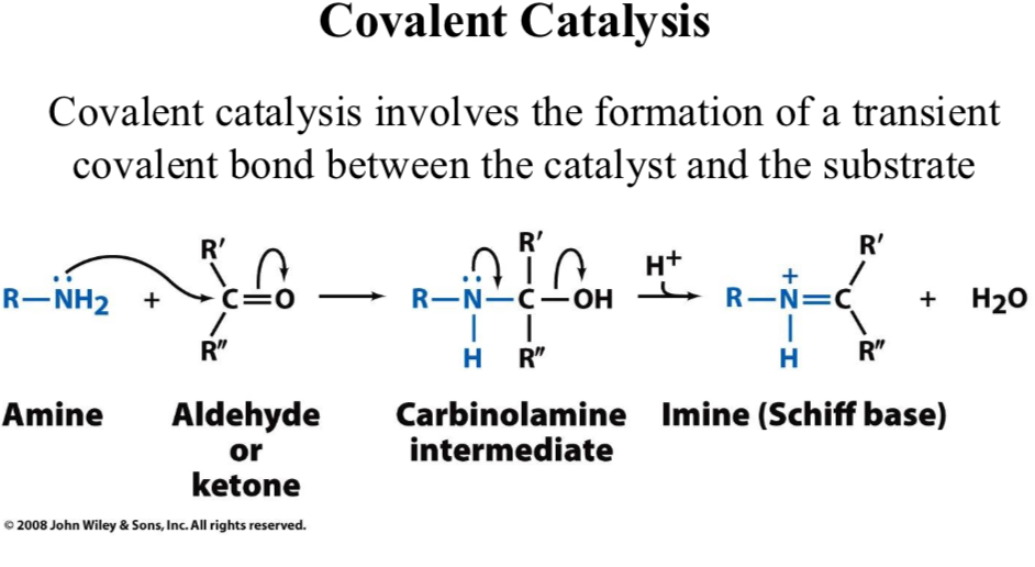 <p>Covalent Catalysis</p>