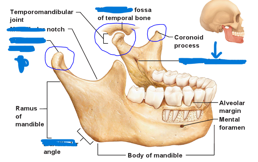 <p>What part of the mandible?</p>