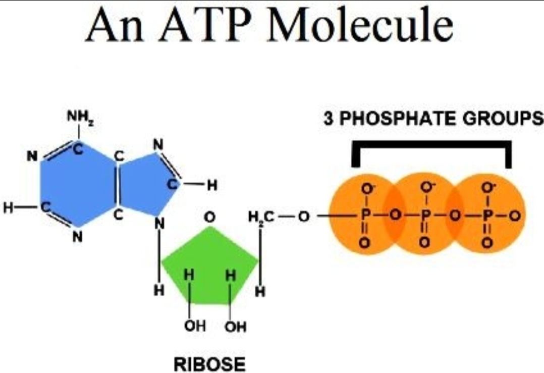 <p>What’s the <span style="color: rgb(153, 205, 255);">blue</span> part of the ADP molecule called?</p>