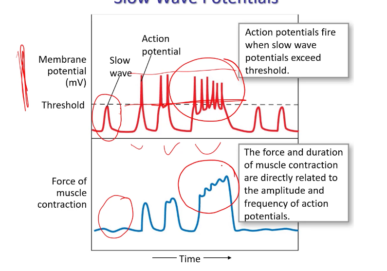 <p>force = amplitude </p><p>duration = frequency</p>