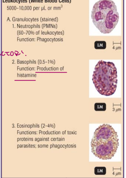 <ul><li><p>these have large granules in their cytoplasm and are visible under light microscope</p></li><li><p>there are three sub-groups of granulocytes</p></li></ul><p>basophils</p><ul><li><p>these are weak phagocytes</p></li><li><p>they secrete chemo-attractants</p></li><li><p>they release histamine which usually causes allergies and inflammation</p><ul><li><p>HIS → antiphallic shock, vasodilator, bronchoconstrictor</p></li><li><p>need epi pen</p></li><li><p>open up granules → disaster</p></li></ul></li></ul><p>eosinophils</p><ul><li><p>these destroy large pathogens such as pathogenic worms</p></li><li><p>they produce extracellular digestive enzymes to attack the parasite → extra-cellular digestion *find eukaryotic problems and spit on them to digest them</p></li></ul><p>neutrophils</p><ul><li><p>these are strong phagocytes</p></li><li><p>they can leave the blood and enter the infected tissue</p></li><li><p>they destroy foreign microbes and particles by phagocytosis</p></li><li><p>increase permeability to capillary to allow release of neutrophils</p></li><li><p>lot of primary function to phagocytosis but don’t mind to do it. neutrophil primary function is phagocytosis</p></li></ul><p></p>