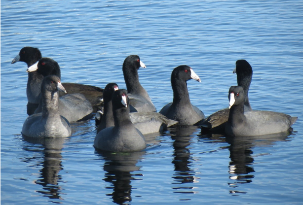 knowt flashcard image