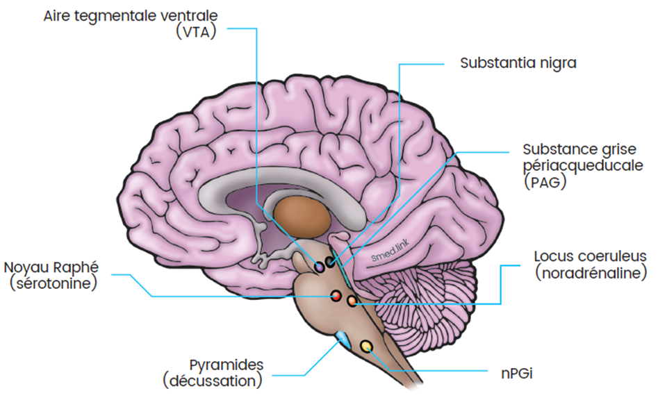 <ol><li><p>noyau préoptique médicale : MPOA (situé dans l’hypothalamus)</p></li><li><p>noyau paragigantocellulaire : nPGI (situé dans le bulbe rachidien)</p></li><li><p>noyau paraventriculaire : PVN (situé dans l’hypothalamus)</p></li><li><p>substance grose périaqueducale : PGA (situé dans mésencéphale)</p></li></ol><p></p>