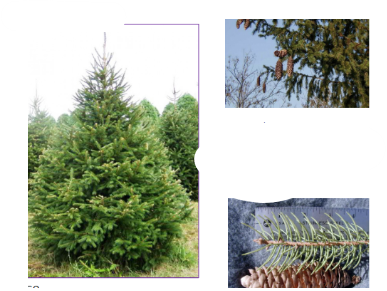 <p>-conical, typical Christmas tree -can be dwarf -individual needles</p>