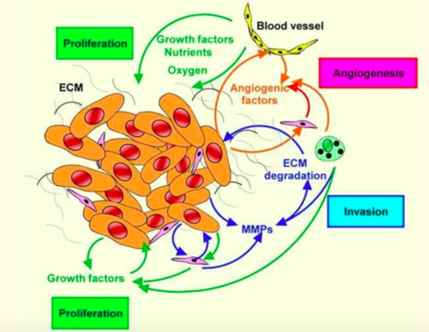 <p>1) Cells degrade basement membrane &amp; stroma using proteases (matrix metalloproteinase; MMP).</p><p>2) Malignant cells take advantage of other nearby non-neoplastic cells = which forms cancer niche. Normal cells provide growth factors/proteases that help cancer thrive.</p><p>3) Altered motility involves changes in actin cytoskeleton.</p>
