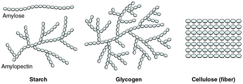<p>long polymer chain made up of simple sugar monomers</p>