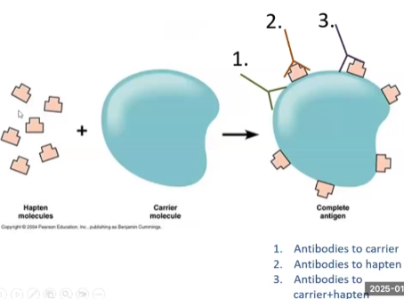 <ul><li><p>Hapten → No antibodies</p></li><li><p>Carrier immunogen → antibodies against carrier</p></li><li><p>Hapten + Carrier → antibodies against Hapten, carrier AND hapten and carrier at the same time</p></li></ul><p></p>