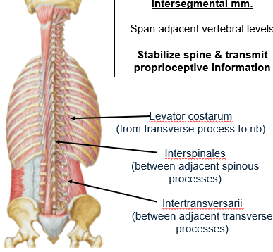 <p>intersegmental muscles: interspinalis, intertransversarii, and levator costarum</p>