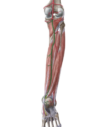 <p>brings blood to lower leg</p>