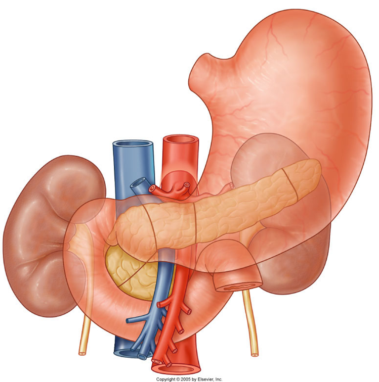 kidneys and ureter