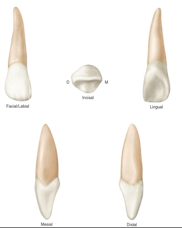 <p>What is this tooth ?</p>