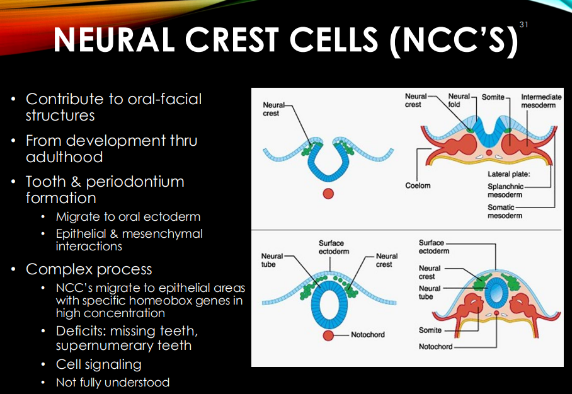 <p>when NCCs use cell signaling to move to<u> epi areas </u>w/ high conc of specific <em><u>homeobox </u></em><u>genes.</u></p><p>missing teeth (<u>lacking </u>homeobox genes), supernumerary teeth (<u>extra </u>homeobox genes)</p>