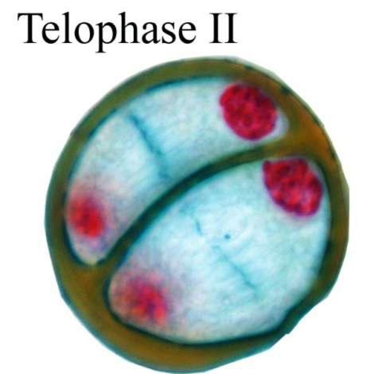 <p>Nuclear envelopes reform; cytokinesis produces four distinct cells.</p>