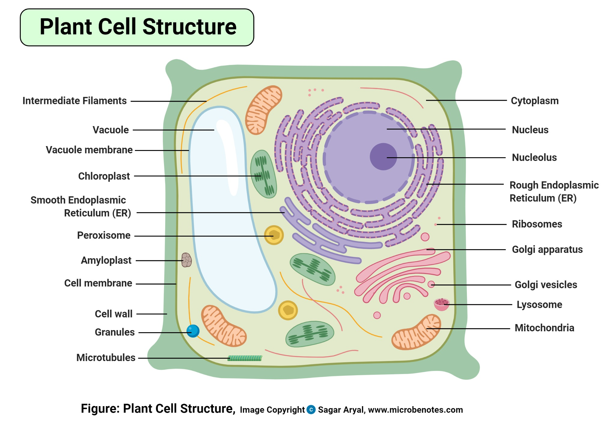 ACP Bio Quiz 10/22/24 Notes Knowt