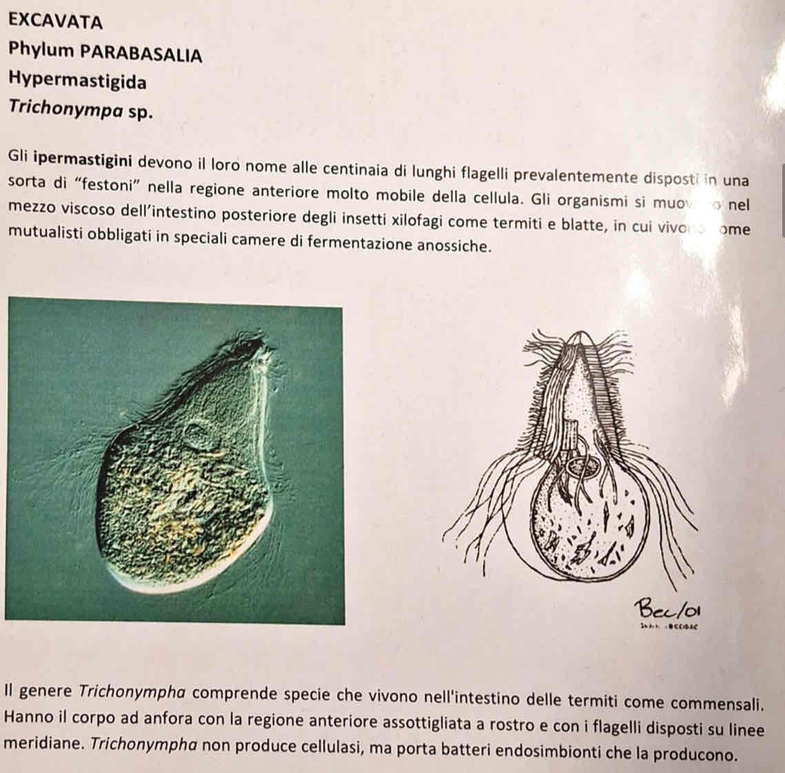 <p><em>Trychomonas sp.</em></p>
