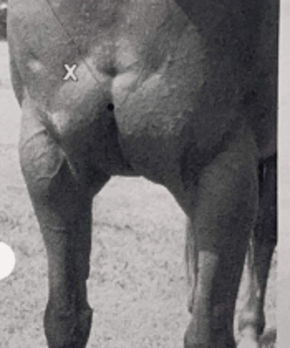 <p>What muscle is located ventral to X?</p>