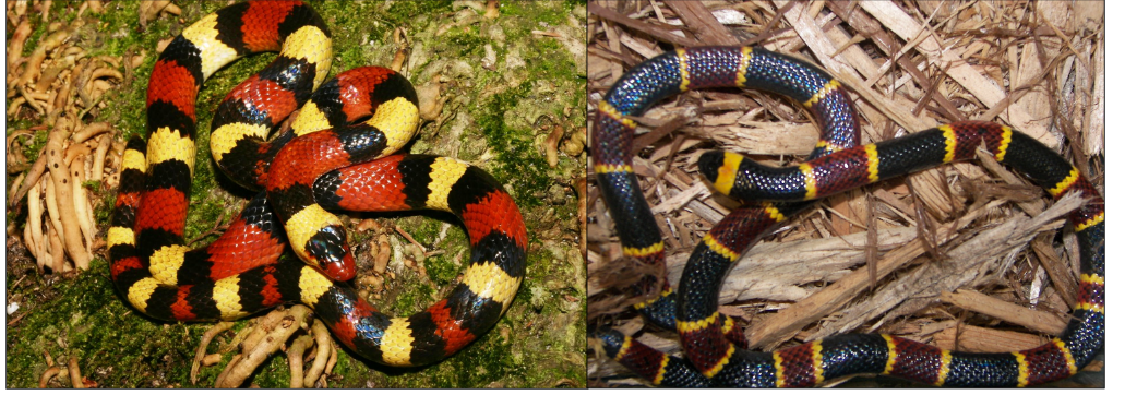 <p><span>The </span><strong>non-venomous </strong><span>scarlet kingsnake (</span><em>left</em><span>) and </span><strong>venomous</strong><span> Eastern coral snake (</span><em>right</em><span>) occur in the same habitats in the Eastern United States. &nbsp;What type of mimicry is happening here?</span></p>