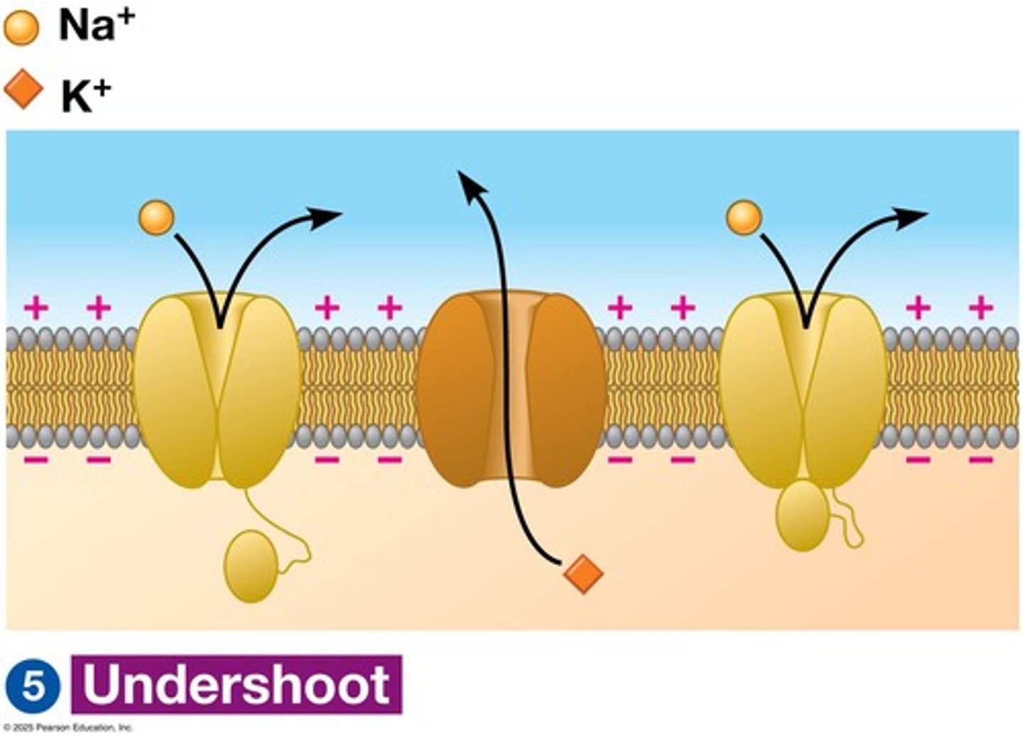 <p>Voltage-gated sodium channels become inactivated, and potassium flows out of the cell.</p>
