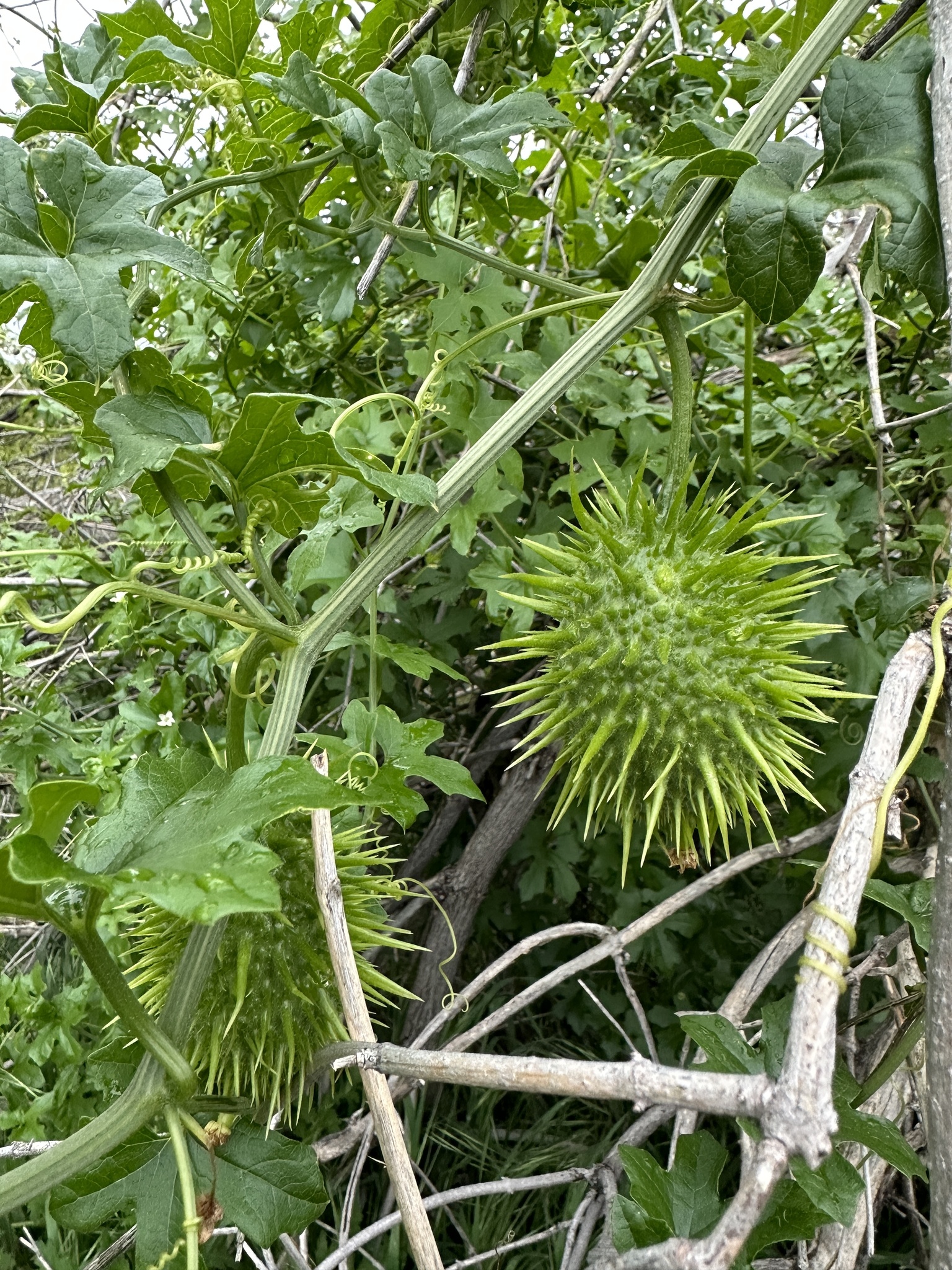<p>Sierra man-root</p>