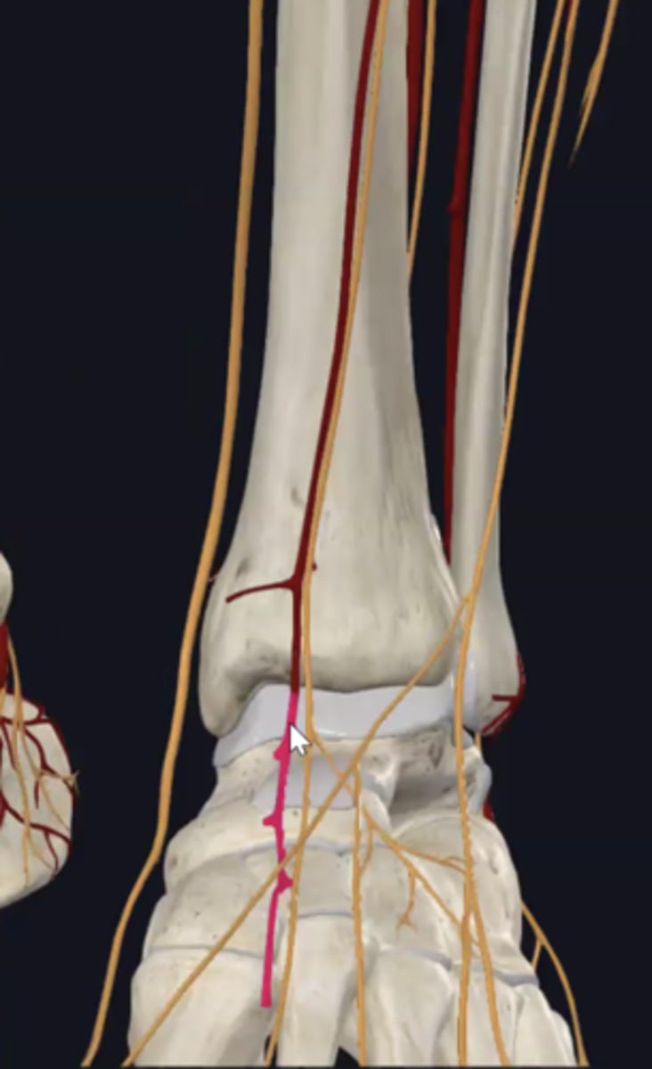 <p>continuation of the anterior tibial artery at the ankle</p>