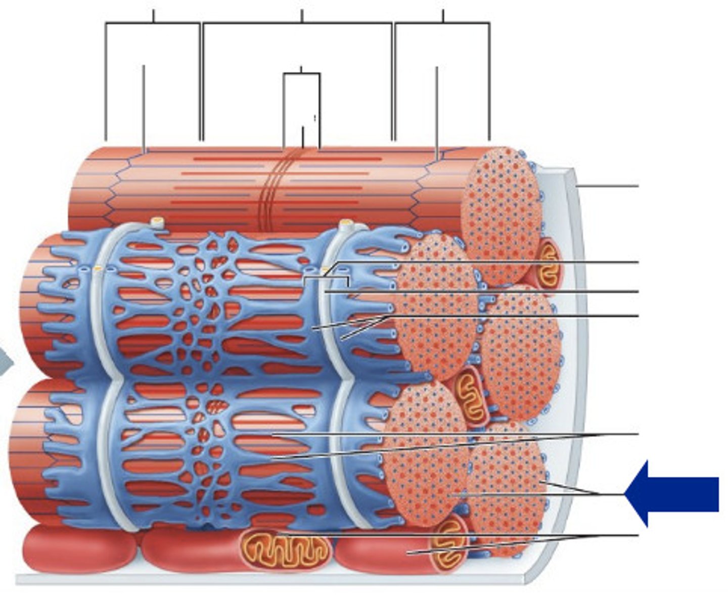 <p>The contractile organelles of a skeletal muscle fiber that contain actin and myosin</p>