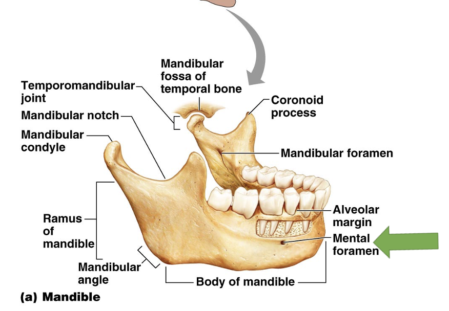<p>Mandible</p>