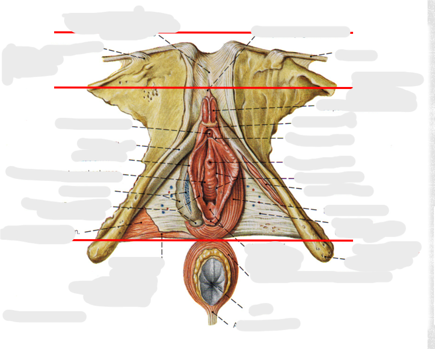 <p>Ligament suspenseur du clitoris</p>