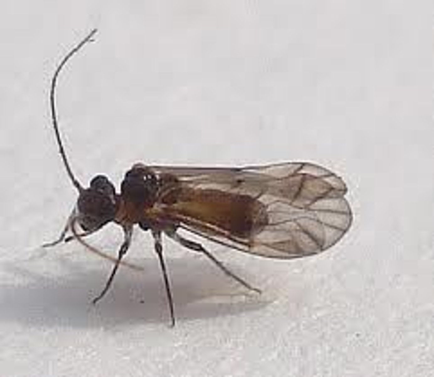 <p>Book/bark lice</p>