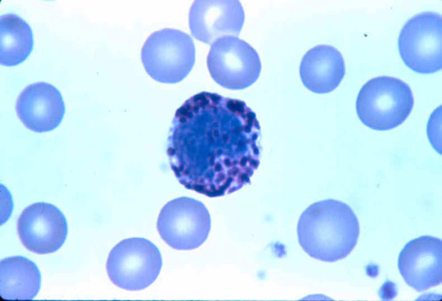 <p>define histology</p>