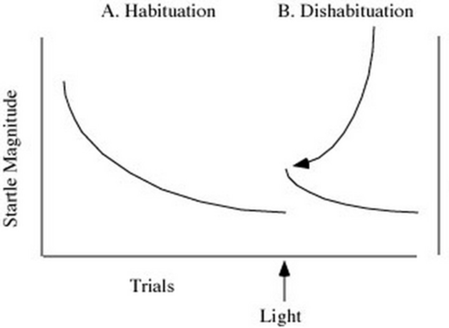 <p>increase in responsiveness after presentation of a new stimulus</p>