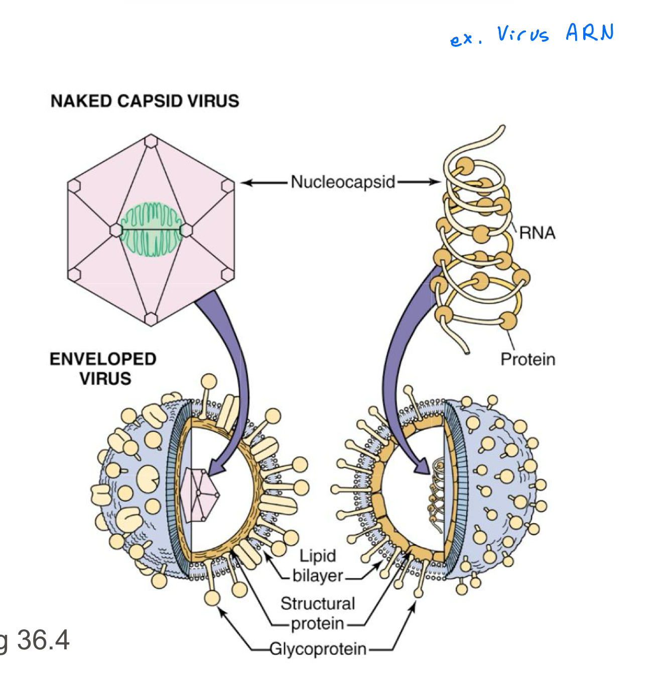 knowt flashcard image