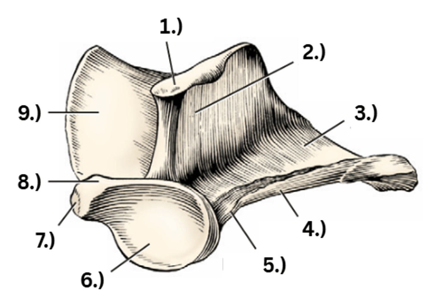 <p>7</p>