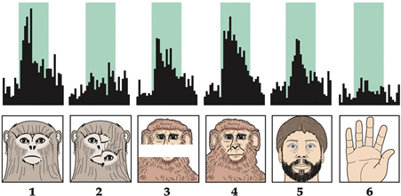 <p>The graphs represent a neuron firing in a monkey brain recorded while presenting the corresponding images. What region was the neuron located in? </p>