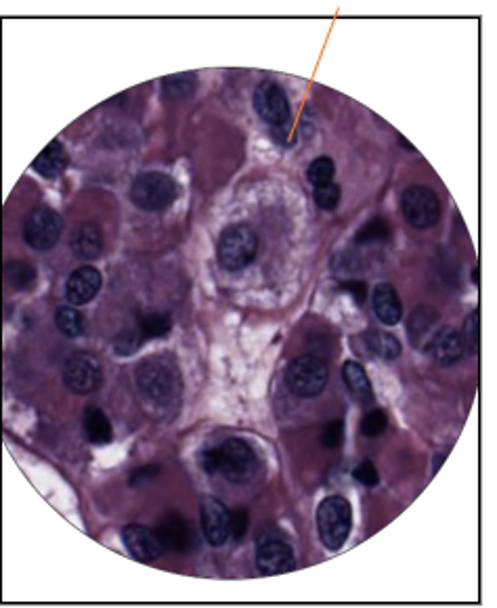 <p>name the cell type and gland</p>