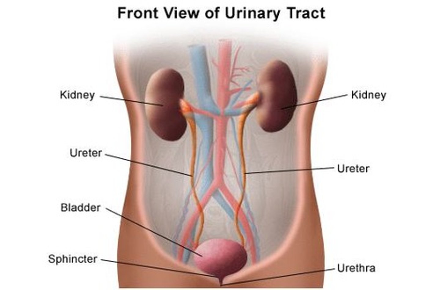 <p>Kidneys</p><p>Ureters</p><p>Urinary bladder</p><p>Urethra</p>