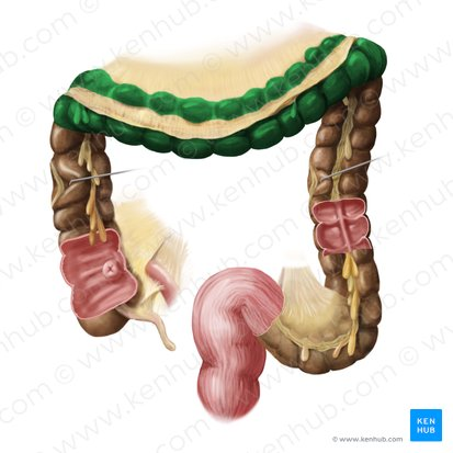 <p>Travels across the abdomen from right to left.</p>