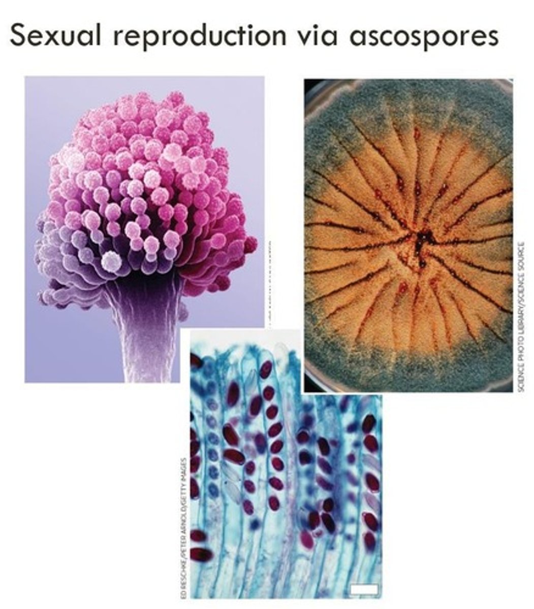 <p>Sexual spores formed in an ascus.</p>