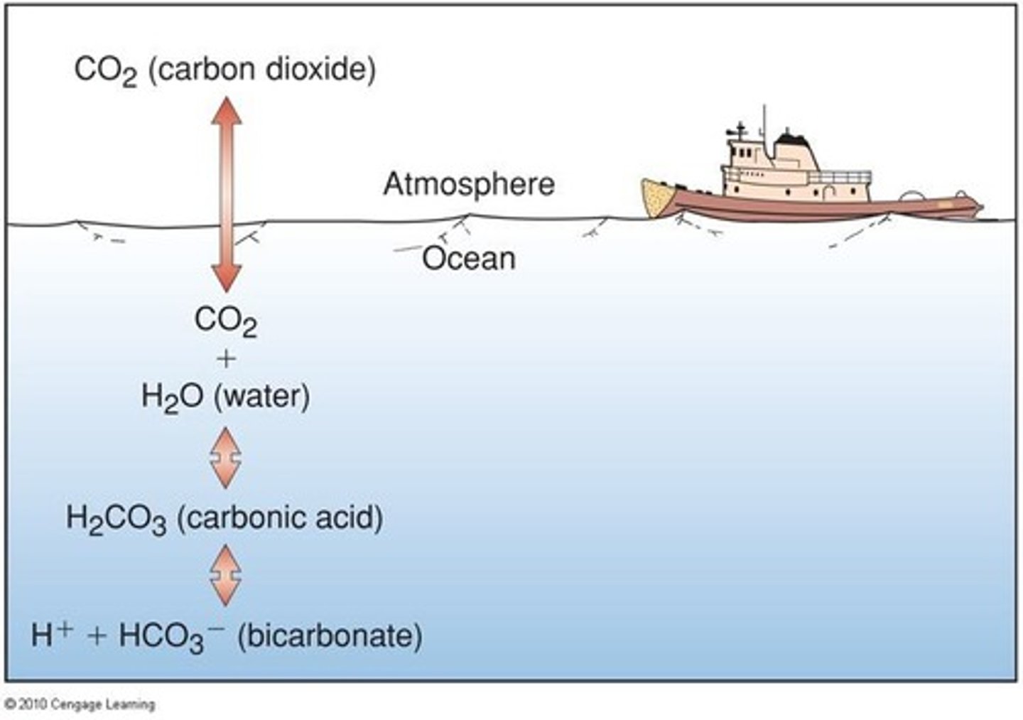 <p>Includes CO2, bicarbonate, and carbonate ions.</p>