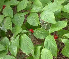 <p>what is the scientific name of Flowering Dogwood (HINT. red berries, very curved veins)</p>