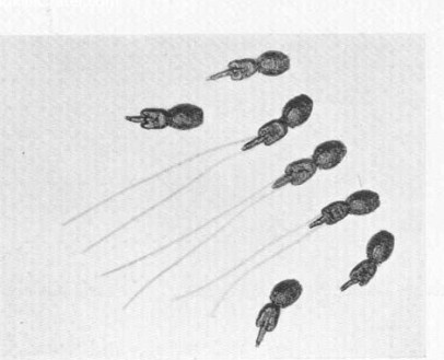 <p>Aequoreidae family</p><p class="has-focus">appear as specks of pepper or near-invisible pinheads in the water</p>