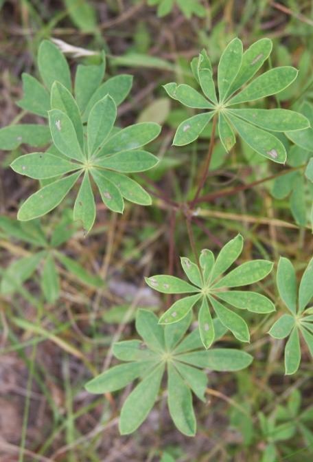 <p>Wild lupine</p>