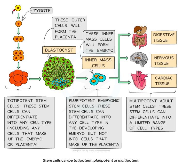 <ul><li><p><strong>Stem cells</strong> = <strong>undifferentiated cells</strong> that can divide indefinitely and differentiate into specialised cell types.</p></li><li><p>Present in both <strong>plants</strong> (meristems) and <strong>animals</strong> (embryos + adults).</p></li><li><p>All stem cells share the same <strong>DNA</strong>, but express different genes depending on their role.</p></li></ul><p></p>
