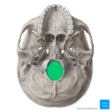 <p>occipital bone </p>