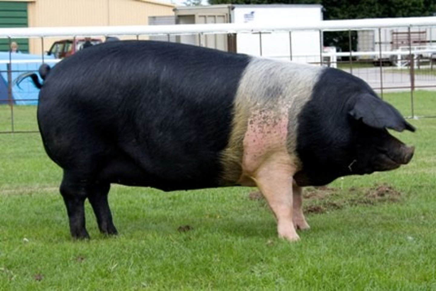 <p>very concave face, flat visor shaped ears, from UK, pork and bacon, outdoor production</p>