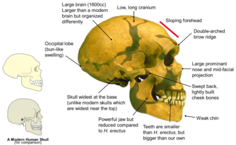 <ul><li><p>350 000 - 30 000 ya</p></li><li><p>Shorter, more robust frame</p></li><li><p>Skull has low forehead, strong brow ridges and occipital bone</p></li><li><p>Broad nasal cavity (to warm air)</p></li><li><p>Barrel shaped chest and compact body conserve heat</p></li><li><p>Evidence of tools, fires, care for injured people, burial customs, music</p></li></ul>