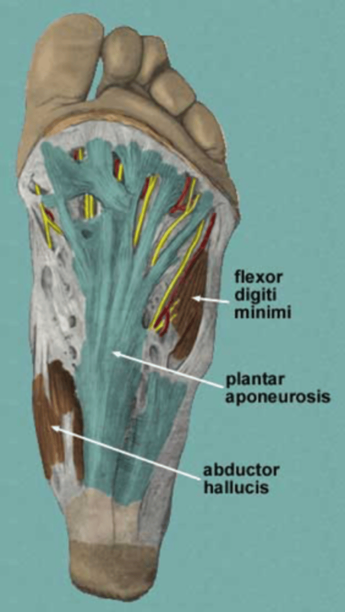 <p>located on the bottom of the foot</p>
